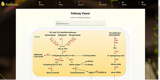 An example of a manually drafted pathway (oxylipin metabolism pathway).
