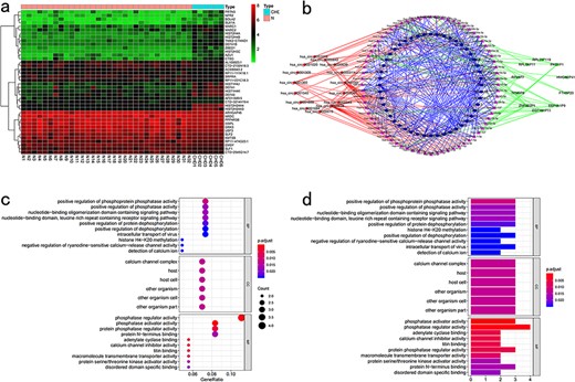 Pan-cancer conjoint analysis of mRNA–lncRNA–circRNA. (a) Differential analysis. (b) Regulatory internet. (c) KEGG enrichment analysis. (d) GO enrichment analysis.