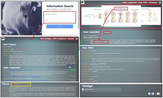 Presentation Diagram of User Information Search Process on GMMID. The web pages when searching with the gene symbol “Trp53.” Initially, the website presents the relevant information page for the “trp53” gene category, which includes details about the gene ca itself, related allele composition information, and pertinent human homologous disease information. The yellow box is the hyperlink to the OMIM gene entry. Upon clicking on a specific allele composition, the page will redirect to a display page showcasing comprehensive information about that allele composition. This includes its own details, annotated mouse anatomical images, relevant reference links, gene allele information, and associated phenotype information, among other relevant data.
