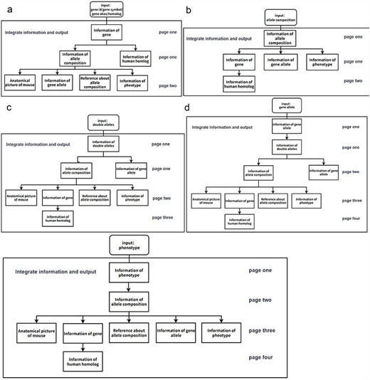 Flowchart of the information display of the page when a user searches for mouse information in the GMMID database interactive interface. (a) Flowchart of the information display of the page when a user searches for a specific gene in the GMMID database interactive interface. On the first page, the displayed information includes self-information on the gene category, information about allele composition related to the gene category, and relevant information on human homologous diseases. On the second page, specific self-information of a particular allele composition is presented, along with mouse anatomical images mentioned in the annotations, relevant gene allele information, related literature information, and corresponding phenotype information. (b) Flowchart of the information display of the page when a user searches for a specific allele composition in the GMMID database interactive interface. (c) Flowchart of the information display of the page when a user searches for specific double alleles in the GMMID database interactive interface. (d) Flowchart of the information display of the page when a user searches for a specific gene allele in the GMMID database interactive interface. (e) Flowchart of the information display of the page when a user searches for a specific phenotype in the GMMID database interactive interface.
