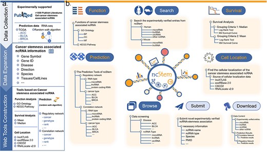 This figure demonstrates content and user interface of ncStem.