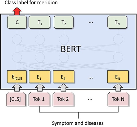 ACUBERT incorporates a classification scheme based on symptoms and disease names, achieving the classification of meridian differentiation based on multi-level labels and directories. Under the basic BERT model, it has been fine-tuned specifically for the field of Traditional Chinese Medicine acupuncture.