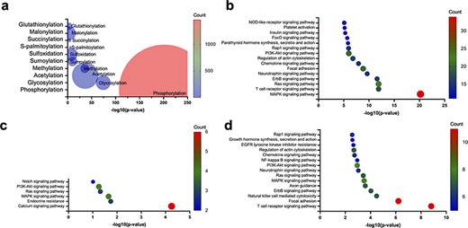 Figure 7 shows the enrichment of post-translational modifications (PTMs) within the autoinhibitory domains (AIDs) of human autoinhibited proteins. (a) shows enrichment of various PTMs within the AIDs of human autoinhibited proteins. (b) shows enriched KEGG pathways associated with human autoinhibited proteins containing phosphorylation sites within their AIDs. (c) shows enriched KEGG pathways associated with human autoinhibited proteins containing glycosylation sites within their AIDs. (d) shows enriched KEGG pathways associated with human autoinhibited proteins containing acetylation sites within their AIDs.