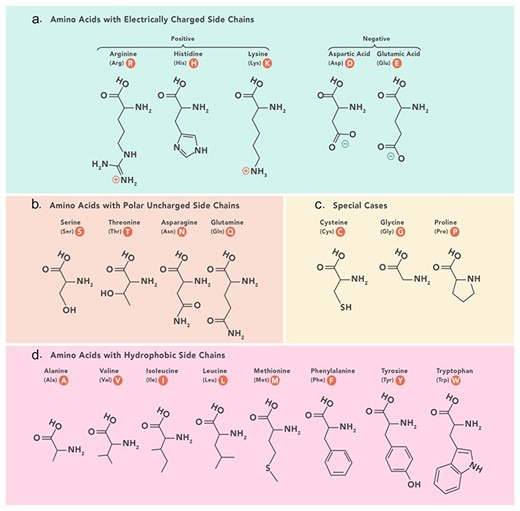 Amino acids physicochemical classes based on which grouped features are categorized in PeptiHub.