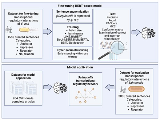 General scheme of the study.