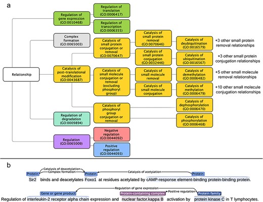 (a) Targeted relation types in RegulaTome and their relationship to each other: there are 43 relation types annotated in RegulaTome, mapped to the biological process sub-ontology of GO, and since GO lacks terms to collectively catalog all catalysis of small molecule conjugation or removal processes, we have decided to group catalysis of phosphoryl group conjugation or removal relations (i.e. catalysis of phosphorylation and catalysis of dephosphorylation) separately from the other catalysis of small molecule conjugation/removal relations, both because of their biological significance, and—most importantly—because we observed that these are discussed differently in the biomedical literature, (b) Illustration of relation representations in RegulaTome: multiple relations between a Protein (“Sir2”) and another Protein (“Foxo1”) participant are shown in the first sentence – an undirected Complex formation relation and a directed catalysis of deacetylation relation denoted with a left-to-right arrow, originating from “Sir2” with “Foxo1” as the target and a directed relation that has “Foxo1” as the target, this time originating from another Protein participant (“cAMP-response element-binding protein-binding protein”) and in the opposite direction denoted by a right-to-left arrow; relationships can arise between all entity types annotated, e.g. in the second sentence two directed relations (regulation of gene expression and positive regulation) originate from a Family (“protein kinase C”) participant and target a Protein participant and a Complex (“nuclear factor.kappa B”).