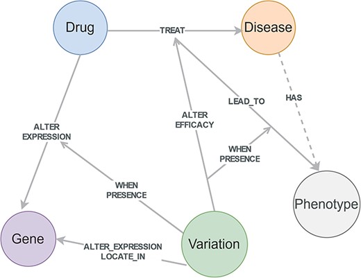 Conditional knowledge-based schema of CPMKG. This schema includes foundational elements such as drugs, diseases, phenotypes, genes, and variations. “Drugs” cover pharmacological substances, “diseases” encompass pathological conditions, “variations” refer to differences in the human genome, “phenotypes” include side effects or complications, and “genes” pertain to human genes. This schema illustrates the integration of these entities and their detailed relationships, highlighting the four conditional knowledge patterns in precision medicine.