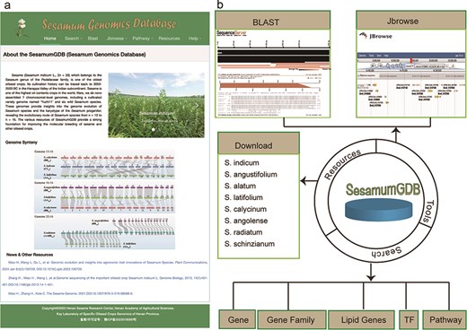 Overview of SesamumGDB, inculding the homepage screenshot (a) and the foundational functions and useful tools (b).