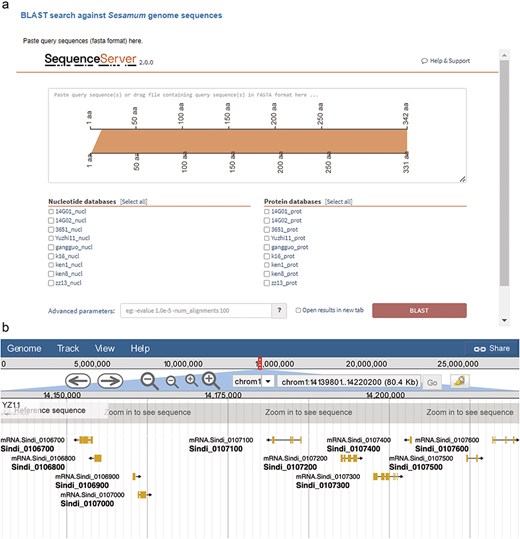 Integrated bioinformatic platforms in SesamumGDB, featuring SequenceServer for gene-specific searches (a) and JBrowse for detailed Sesamum genome annotation review (b).