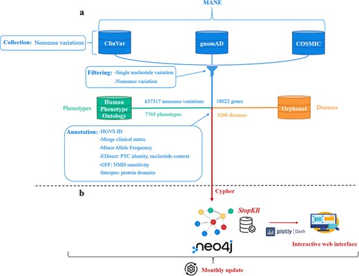 StopKB workflow. (a) Nonsense variations and genes are collected and filtered from three main data sources: ClinVar, gnomAD, and COSMIC. Links to diseases and related phenotypes are retrieved from Orphanet and HPO, respectively. (b) The data are integrated in a graph knowledge base using Neo4j, and are accessible through an interactive web interface. StopKB is updated monthly.