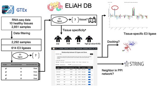 ELiAH pipeline overview.