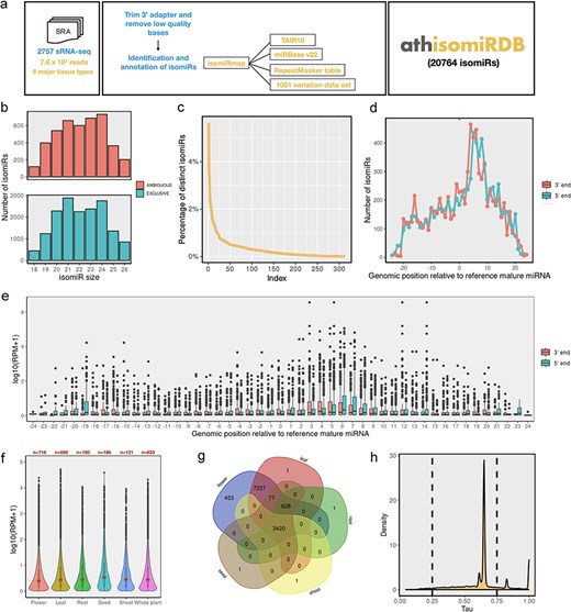 Overview of the annotation pipeline and summary of annotated isomiRs. (a) A total of 2757 publicly available Arabidopsis sRNA-seq libraries were collected from NCBI SRA databases and processed with a unified isomiRmap pipeline. All the isomiR-related information can be accessed via keyword-based searching on the athisomiRDB website. (b) Boxplots depict genomic instances of isomiRs (18–26 nts) from miRNA precursors in miRBase. (c) Count of unique isomiRs associated with each locus. (d) Distribution of the number of isomiR endpoints at each genomic position relative to the reference mature miRNA coordinate. (e) Relative expression of the isomiRs due to shifts in the 5ʹ or 3ʹ end at each genomic position relative to the reference mature miRNA coordinate. (f) IsomiR expression across categorized tissue types. (g) Number of unique and distinct isomiRs detected across major tissue types. (h) Frequency density plot of annotated isomiRs using the τ metric.