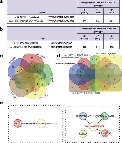 Wild-type and variant-containing isomiRs and their targets. (a-b) Two wild-type isomiRs and their corresponding variant-containing isomiRs (based on known SNPs from the 1001 Genomes Project data), along with their respective expression values in athisomiRDB across samples. Below each genotype, the number of samples in which the genotype is present is indicated. (c) Venn diagram depicting the overlap between the target genes supported by five PARE-seq datasets. (d) A five-way Venn diagram depicting the overlap between the target genes of canonical miRNA and the other four isomiRs, as indicated in (a-b). (e) IsomiR–mRNA target network of iso-18-L4WPJ4D2 (wild type) and iso-18-X4WPJ4D2 (ENSVATH05166383).