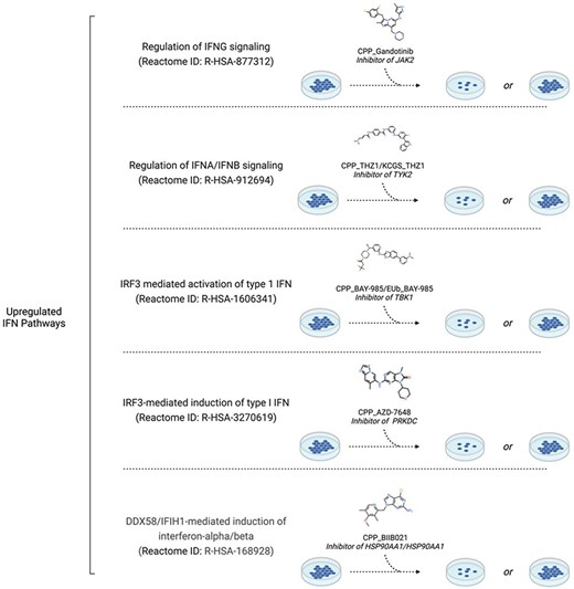 Cell biologists can use PmP, for example, to find chemical tools targeting distinct IFN pathways to dissect the mechanism of action of MS023, a Type I arginine methyltransferase inhibitor whose antitumor activity against triple-negative breast cancer depends on the activation status of IFN signaling. Created in BioRender. Szewczyk, M. (2023) https://BioRender.com/n99d265.