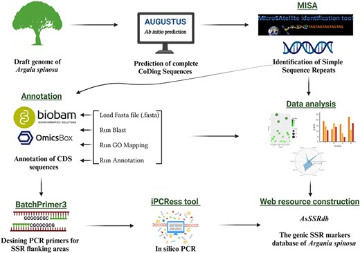 The workflow and bioinformatics pipeline employed in this study to systematically developp genome-wide SSR markers in A. spinosa L.