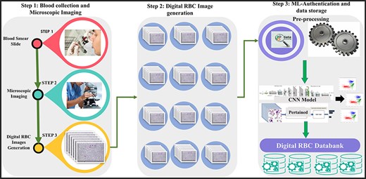 The complete schematic overview of blood collection to dataset development.