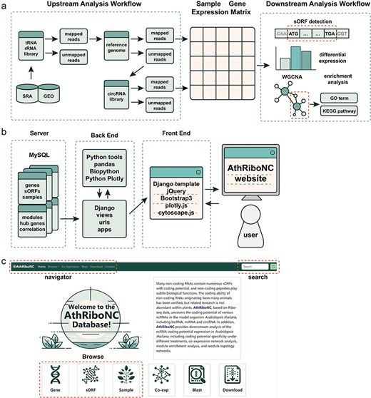 The construction workflow of AthRiboNC database. (a) The basic workflow for data analysis and processing in AthRiboNC. (b). The basic framework for building the AthRiboNC website. (c) The homepage showcases the main functional modules of AthRiboNC database.