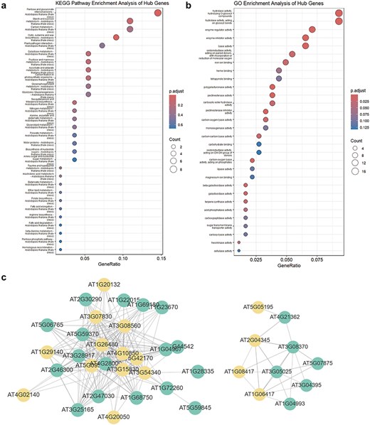 WGCNA module enrichment analysis results and visualized network topology. (a) KEGG pathway enrichment analysis results for hub genes in the MEdarkturquoise module. (b) GO enrichment analysis results for hub genes in the MEdarkturquoise module. (c) Visualization of the network correlation strength between several genes in the MEdarkturquoise module using Cytoscape. Orange nodes represent hub genes, while green nodes represent non-hub genes.