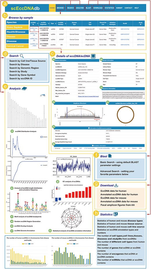 The web interface and usage of scEccDNAdb. (a) The navigation bar of scEccDNAdb. (b) Users can browse eccDNA data by sample and datasets. (c) “Details of eccDNA/ecDNA” includes (i) General information, (ii) Sample information, (iii) Sequence information, (iv) Amplicon structure, (v) Circular schematic of eccDNA, (vi) Information of ecDNA source amplicon, and (vii) Annotation information. (d) Users can query eccDNA data in six ways. (e) The eight analysis modules of scEccDNAdb. (f) Blast tool. (g) Data download page. (h) Statistics of scEccDNAdb.