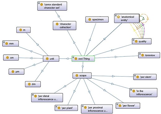 Top-level classes in the Carex Ontology.