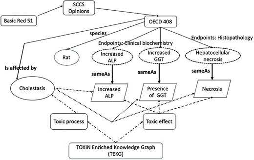 Relationships and features in TOXIN KG and TEKG for Basic Red 51, linking observations from OECD 408 tests to toxicological entities through direct and indirect relationships.