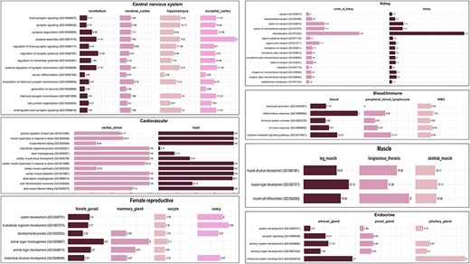 Common enriched GO (biological process) terms for tissue categories: CNS, cardiovascular, kidney, endocrine, muscle, and female reproductive. The values in the bar represent fold enrichment for each enriched GO term in each tissue (P-value < .05).