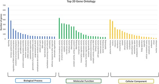 Top 20 Gene Ontology (GO) terms in each category: biological process, molecular function, and cellular component.