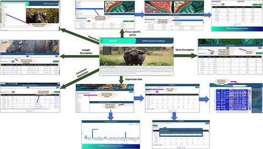 Interface of BuffExDb. The home page comprises four tabs: ‘Home’, ‘Browse’, ‘Team’, and ‘Downloads’. The ‘Browse’ page consists of five drop-down menus: gene description, sample description, expression data, tissue-specific genes, and functional classification. Arrows indicate navigation flow, with some leading to pages accessible from the home page and others pointing to search results generated within each section.