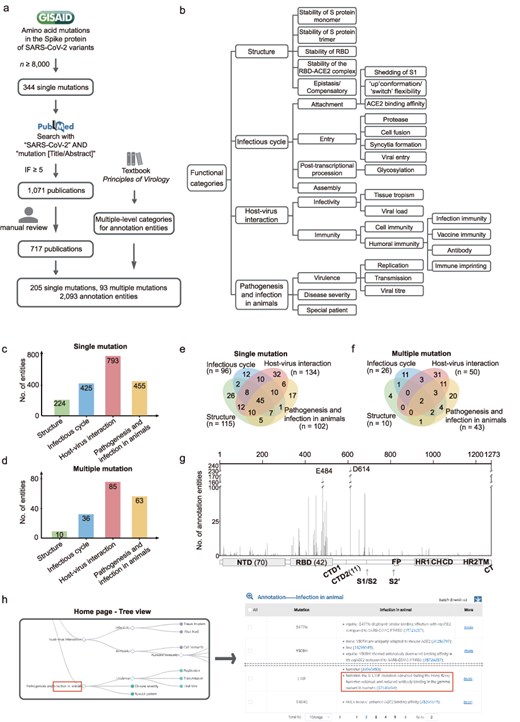 Overview of AnnCovDB. (a) A scheme for selecting mutations and publications for manual annotation curation. (b) Multiple-level hierarchical categories for organizing annotated entities of mutations. (c–d) The numbers of annotation entities of the four top-level categories for single mutations (c) and multiple mutations (d). (e–f) Venn diagrams of annotation entities divided into the four top-level categories for the single mutations (e) and multiple mutations (f). (g) The number of annotation entities in mutations located in the spike protein. The number of mutations in specific domains is listed in the brackets. (h) Screenshots of AnnCovDB pages for the browsing mutations associated with infection in animal.