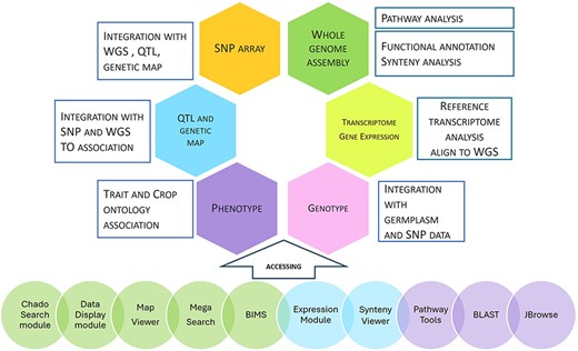 Data types, analysis, integration, and user interface. The first five circles: Tripal modules developed by our group; the next two circles: Tripal modules developed by other groups; the last three circles: non-Tripal software.