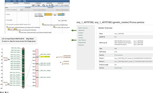 An example Marker page. JBrowse is hyperlinked from the Alignments section and MapViewer page is hyperlinked from the Map Positions section.
