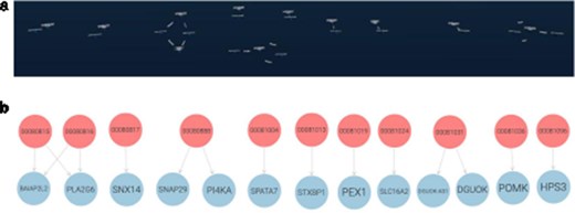 (a) Graph2VR using automatic layouts (first Class hierarchy layout, then 3D Force directed). Even though the graphs in the screenshot look very small, they are only spread out, and the user can easily navigate closer in VR to interact with them. (b) GraphDB manual layout where the red nodes represent patients and the blue nodes genes. Individuals in the dataset, clustered per gene (the order of the graphs in Graph2VR and GraphDB varies).