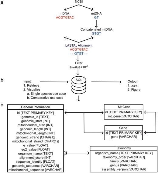The architecture of MANUDB with the process of creating MANUDB’s data (a) (nDNA means nuclear DNA, while mtDNA means mitochondrial DNA); frontend and backend layers and detailed SQL schema with datatypes where arrows mean that the connected tables can be joined by the indicated fields.