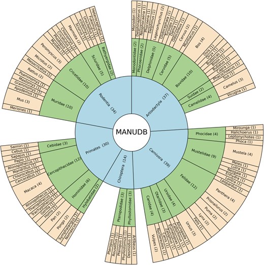 The taxonomical structure of MANUDB with order, family, and genus information where orders are represented by blue color, families are represented by green color and genera are represented by yellow color and numbers in the brackets display the sizes of the corresponding taxonomical units.