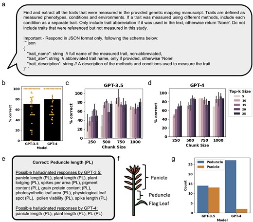 Assessing GPT-3.5 and GPT-4 performance at extracting relevant traits from genetic mapping literature. (a) The prompt for OpenAI GPT used for retrieval of relevant text chunks and generation of a response. (b) Percent of traits correctly extracted for the 36 manuscripts, using top-k size of 25 and chunk size of 1000. Orange dots represent the percent of correctly extracted traits from each of the 21 manuscripts. (c) and (d) Percent of traits correctly extracted from Manuscript #2, using different top-k sizes and chunk sizes for GPT-3.5 and GPT-4, respectively. (e) Examples comparing possible hallucinations observed when assessing the traits extracted by GPT-3.5 and GPT-4. (f) A diagram of the inflorescence characteristic of monocots, such as wheat, showing the relative position of the flag leaf, peduncle, and panicle. (g) Number of times the trait “Peduncle Length” in Manuscript #2 was correctly extracted or possibly altered to “Panicle Length,” across all replicated responses at different top-k sizes and chunk sizes for GPT-3.5 and GPT-4. Error bars represent standard deviation.