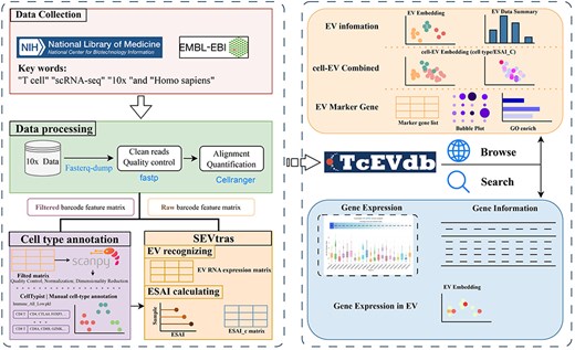 Overview of TcEVdb data collection, analysis workflow, and functionality.