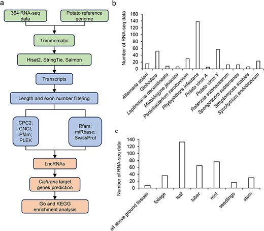 Overview of the potato lncRNA annotation and sample information. (a) The pipeline for the identification of lncRNAs. (b) The number of RNA-seq data at different disease/biotic stresses. (c) The number of RNA-seq data at different organ types.