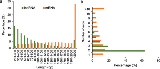 Characterization of potato lncRNAs. (a) Percentage of lncRNAs and mRNAs with different lengths. (b) Percentage of lncRNAs and mRNAs with different numbers of exons.