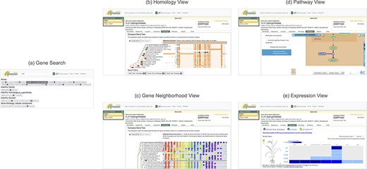 The identification of SLB (hormone strigolactone biosynthesis) gene family demonstrates various functional views presented by the GrameneOryza Search Interface and the detection of copy number variation of this family. Use Case of copy number variations (CNVs) using GrameneOryza interface