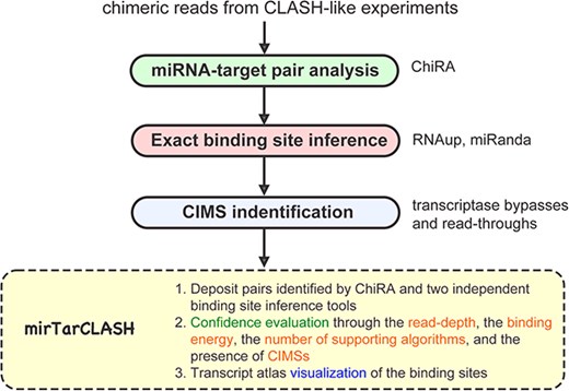 The overview of mirTarCLASH.