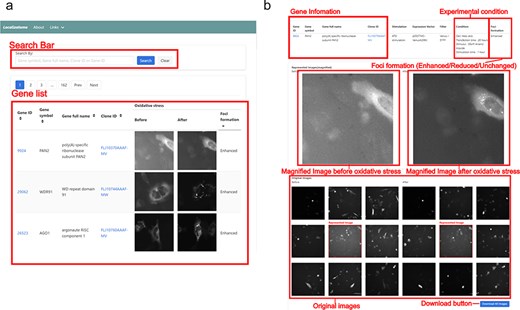 Screenshot of the Localizatome database. (a) The top page displays a search box and a list of images where users can search for genes using the gene ID, gene symbol, gene full name, or clone ID (FLJ ID), with gene IDs are linked to the NCBI database (https://www.ncbi.nlm.nih.gov/) and clone IDs are linked to HGPD (https://hgpd.lifesciencedb.jp/). (b) The individual gene page presents gene information and experimental conditions at the top, shows magnified images of representative cells with specific protein localization to investigate whether protein accumulation (foci formation) occurs in response to oxidative stress in the center, and provides original downloadable captured images at the bottom.