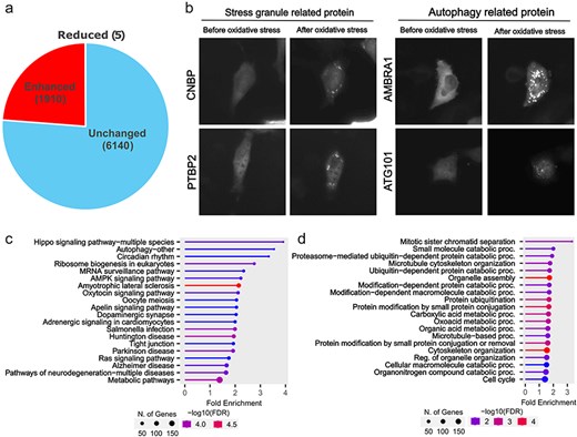 Proteins showing oxidative stress-dependent changes in localization. (a) In the Localizatome database, we identified 1910 proteins showing enhanced foci formation under oxidative stress. (b) Representative localization changes of stress granules and autophagy-related proteins. (c) Results of KEGG signal pathway analysis for the 1910 proteins that exhibited enhanced foci formation. (d) Results of Gene Ontology analysis (biological process) for the 1910 proteins that showed enhanced foci formation.