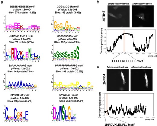 Sequence features of oxidative stress-dependent localization change proteins. (a) Motif analysis of proteins that show foci formation dependent on oxidative stress. (b) Representative localization changes of proteins with glutamic acid repeat motifs along with the disordered prediction score for each amino acid. (c) Representative localization changes of proteins containing the JHRDVKLENFLL motif along with the disordered prediction scores for each amino acid.