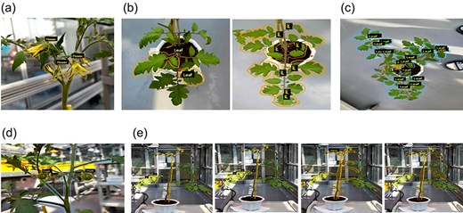 Plant disease symptom image annotation. (a) FW(Flower), (b) LF(Leaf), (c) TOP(Top view), (d) FR(Fruit), and (e) SV(Side view).