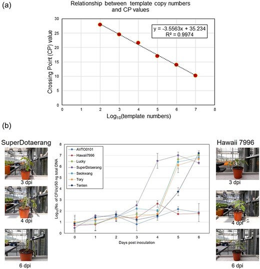 Correlation between Ralstonia solanacearum cell count and CP value, and pathogen content in resistant and susceptible tomato tissues. (a) Correlation between the number of R. solanacearum (Bacterial Wilt pathogen) cells and CP value. (b) Measurement of Bacterial Wilt pathogen content in infected tissues of resistant and susceptible tomato plants.
