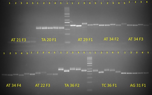 Wet-lab validation of a set of molecular markers from the developed genomic resource.