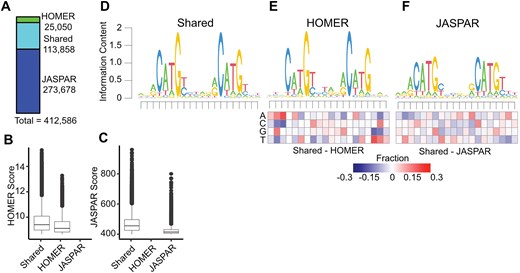 Selection and characteristics of p53 response elements (p53RE) in the hg38 human genome assembly. (A) The number of p53RE identified using nucleotide binding preferences from HOMER (ChIP-seq-derived) compared to JASPAR (in vitro SELEX-derived). The distribution of method-specific scoring for p53RE either found with both methods or with only a single method for (B) HOMER or (C) JASPAR. (D) A seqLogo representation of nucleotide preferences for p53RE identified from both HOMER and JASPAR binding preferences. seqLogo representation of nucleotide preferences for (E) HOMER-specific or (F) JASPAR-specific p53RE. Each heatmap represents the nucleotide frequency between the shared p53RE and either the HOMER- or JASPAR-specific p53RE.