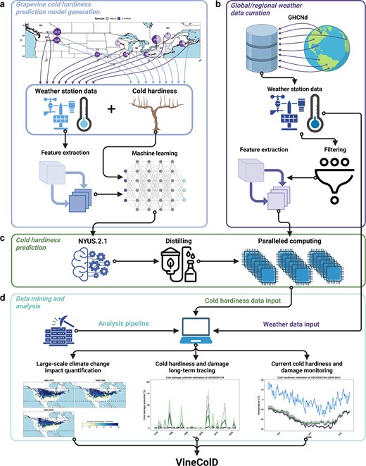 Schematic representation of the development of VineColD. (a) Generation of the new grapevine cold hardiness prediction model, NYUS.2.1; (b) curation of global and regional weather data; (c) computation of grapevine cold hardiness prediction; and (d) data processing and analysis of predicted grapevine cold hardiness for the construction of VineColD.