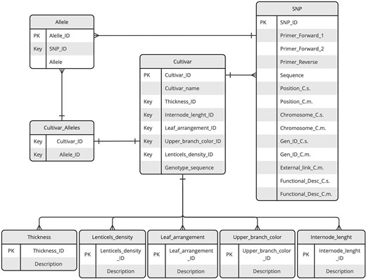 ER diagram of the KASTRACK database. The diagram illustrates key entities, including SNPs, cultivars, alleles, and additional tables central to organizing phenotypic data. Relationships between entities are represented by lines with connectors, highlighting the data interconnections and dependencies.
