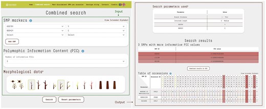 The combined search input consists of SNP markers, the selected number of SNPs with the highest PIC, and morphological trait data. The query was as follows: SNP marker A3079Y with allele Y and SNP marker B0042Y with allele C. The number of SNPs with the highest PIC values was set to 3 by default. Morphological data included branch thickness: thin and internode length: medium. The output displays a table of accessions (N = 3) matching the query criteria. SNP loci specified in the input are highlighted with a different text color, while SNPs with the highest PIC values are evidenced by shades. Their respective PIC scores are also reported. For clarity, each nucleotide is displayed in a distinct colour, while letters from the extended alphabet, representing heterozygosity, are uniformly styled for consistency.
